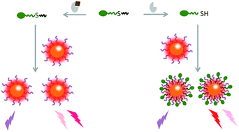 Graphical abstract: Opposite changing dual-emission luminescence of gold nanoparticles by sulfhydryl to develop a pesticide biosensing strategy