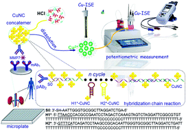 Graphical abstract: Copper nanocluster-labeled hybridization chain reaction for potentiometric immunoassay of matrix metalloproteinase-7 in acute kidney injury and renal cancer