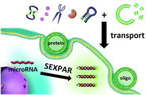 Graphical abstract: Sensitive and sustained imaging of intracellular microRNA in living cells by a high biocompatible liposomal vehicle introduced isothermal symmetric exponential amplification reaction
