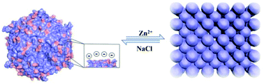 Graphical abstract: Self-assembly of engineered protein nanocages into reversible ordered 3D superlattices mediated by zinc ions