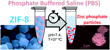 Graphical abstract: Degradation of ZIF-8 in phosphate buffered saline media