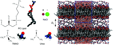 Graphical abstract: Influence of polar co-solutes and salt on the hydration of lipid membranes