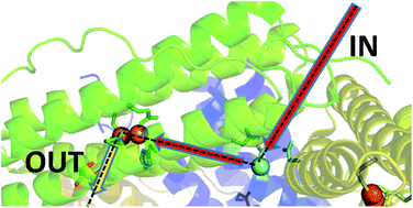 Graphical abstract: Routes of iron entry into, and exit from, the catalytic ferroxidase sites of the prokaryotic ferritin SynFtn