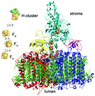 Graphical abstract: Rewiring photosynthesis: a photosystem I-hydrogenase chimera that makes H2in vivo