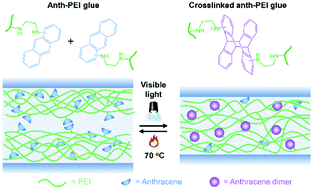 Graphical abstract: A reversible underwater glue based on photo- and thermo-responsive dynamic covalent bonds