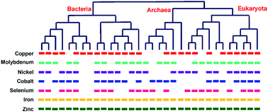 Graphical abstract: Comparative genomics and metagenomics of the metallomes