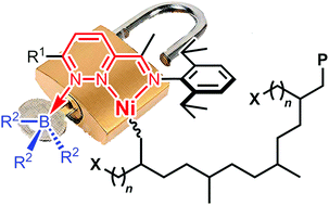 Graphical abstract: Lewis acids in situ modulate pyridazine-imine Ni catalysed ethylene (co)polymerisation