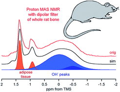 Graphical abstract: The solid-state proton NMR study of bone using a dipolar filter: apatite hydroxyl content versus animal age