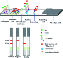 Graphical abstract: Identification of donkey meat in foods using species-specific PCR combined with lateral flow immunoassay