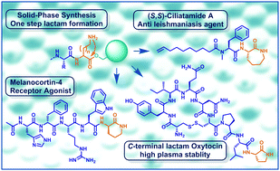 Graphical abstract: C-Terminal lactamization of peptides