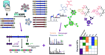 Graphical abstract: Linking genomics and metabolomics to chart specialized metabolic diversity