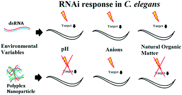 Graphical abstract: Efficacy of chitosan/double-stranded RNA polyplex nanoparticles for gene silencing under variable environmental conditions