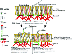 Graphical abstract: Modulation of a host’s cell membrane nano-environment by mycobacterial glycolipids: involvement of PI(4,5)P2 signaling lipid?