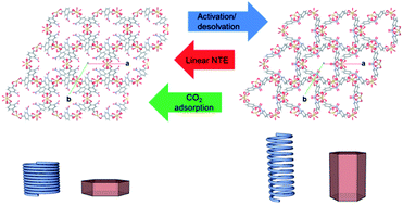 Graphical abstract: Multi-stimulus linear negative expansion of a breathing M(O2CR)4-node MOF