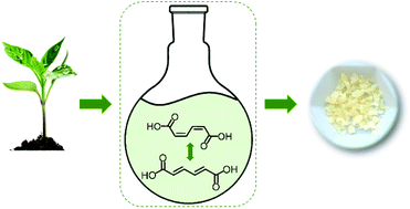 Graphical abstract: Solvent-driven isomerization of cis,cis-muconic acid for the production of specialty and performance-advantaged cyclic biobased monomers