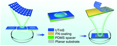 Graphical abstract: A reusable single-cell patterning strategy based on an ultrathin metal microstencil