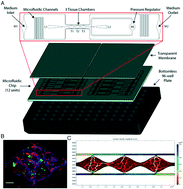 Graphical abstract: An in vitro vascularized micro-tumor model of human colorectal cancer recapitulates in vivo responses to standard-of-care therapy