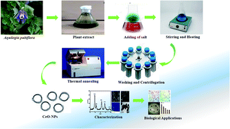 Graphical abstract: The Aquilegia pubiflora (Himalayan columbine) mediated synthesis of nanoceria for diverse biomedical applications