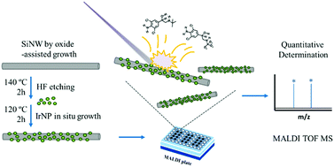 Graphical abstract: Sensitive detection of clenbuterol by hybrid iridium/silicon nanowire-enhanced laser desorption/ionization mass spectrometry