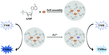 Graphical abstract: Enhanced oxidase-mimicking activity of Ce4+ by complexing with nucleotides and its tunable activity for colorimetric detection of Fe2+