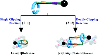 Graphical abstract: Maximizing the [c2]daisy chain to lasso ratio through competitive self-templating clipping reactions