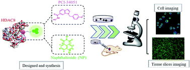 Graphical abstract: An HDAC8-selective fluorescent probe for imaging in living tumor cell lines and tissue slices