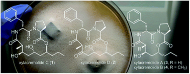 Graphical abstract: GNPS-guided discovery of xylacremolide C and D, evaluation of their putative biosynthetic origin and bioactivity studies of xylacremolide A and B