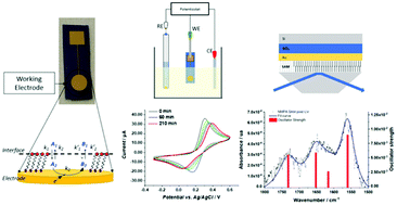 Graphical abstract: Negatively charged ions to probe self-assembled monolayer reorganization driven by interchain interactions