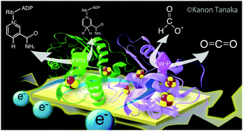 Graphical abstract: Multiple electron transfer pathways of tungsten-containing formate dehydrogenase in direct electron transfer-type bioelectrocatalysis