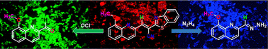 Graphical abstract: A new ratiometric switch “two-way” detects hydrazine and hypochlorite via a “dye-release” mechanism with a PBMC bioimaging study