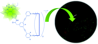 Graphical abstract: Highly-fluorescent BODIPY-functionalised metallacages as drug delivery systems: synthesis, characterisation and cellular accumulation studies