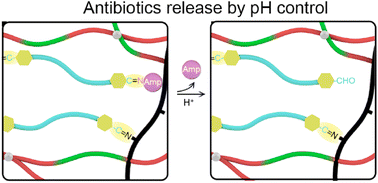 Graphical abstract: Effective pH-regulated release of covalently conjugated antibiotics from antibacterial hydrogels