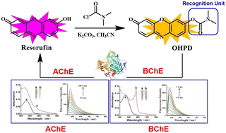 Graphical abstract: Detection of acetylcholinesterase and butyrylcholinesterase in vitro and in vivo using a new fluorescent probe