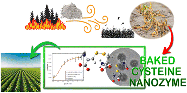 Graphical abstract: Characterisation of a phosphatase-like nanozyme developed by baking cysteine and its application in reviving mung bean sprouts damaged by ash