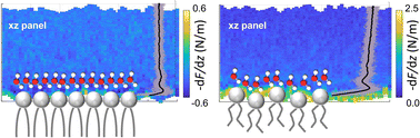 Graphical abstract: Atomic-scale structure of interfacial water on gel and liquid phase lipid membranes