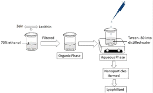Graphical abstract: Evaluation of the anti-depressant potential of EGCG-loaded nanoparticles in unstressed and stressed mice