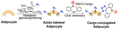 Graphical abstract: Metabolic labeling and targeted modulation of adipocytes