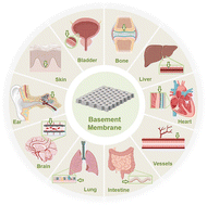 Graphical abstract: Biomimetic basement membranes: advances in materials, preparation techniques, and applications in in vitro biological models