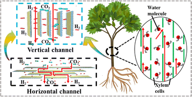 Graphical abstract: A vertically-stacked MXene/rGO composite membrane for highly efficient H2/CO2 separation