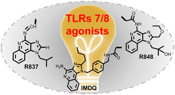 Graphical abstract: Molecule engineering strategy of toll-like receptor 7/8 agonists designed for potentiating immune stimuli activation