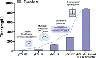 Graphical abstract: Improving the expression of taxadiene synthase to enhance the titer of taxadiene in Saccharomyces cerevisiae