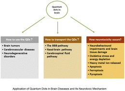 Graphical abstract: Application of quantum dots in brain diseases and their neurotoxic mechanism