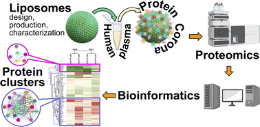 Graphical abstract: Unraveling the impact of different liposomal formulations on the plasma protein corona composition might give hints on the targeting capability of nanoparticles