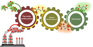 Graphical abstract: Fumarate production from pyruvate and low concentrations of CO2 with a multi-enzymatic system in the presence of NADH and ATP
