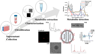 Graphical abstract: Uncovering metabolic signatures in cancer-derived exosomes: LC-MS/MS and NMR profiling