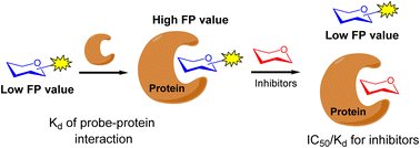 Graphical abstract: Fluorescence polarization assays to study carbohydrate–protein interactions