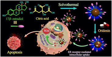 Graphical abstract: Inherently targeted estradiol-derived carbon dots for selective killing of ER (+) breast cancer cells via oridonin-triggered p53 pathway activation