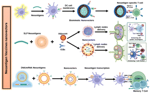 Graphical abstract: Tailoring nanovectors for optimal neoantigen vaccine efficacy