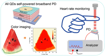 Graphical abstract: Self-powered all-quantum dot based broadband photodetectors for color imaging and heart rate monitoring