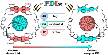 Graphical abstract: Rational design of perylene diimide macrocycles with diverse electron transfer properties in complexes with fullerene